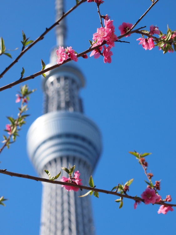 f:id:stayhere:20140322152009j:image:w460