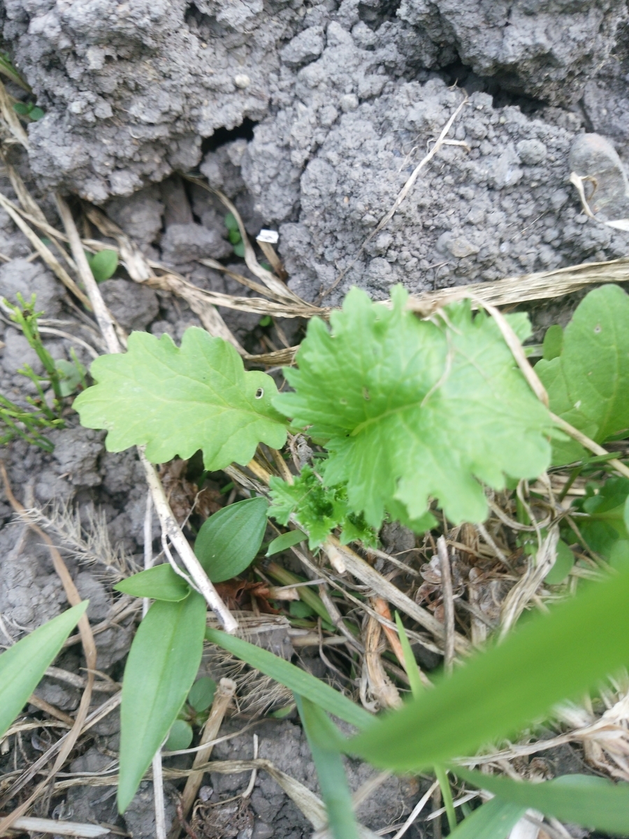 f:id:stby:20190620194347j:plain f:id:stby:20190620194347j:plain