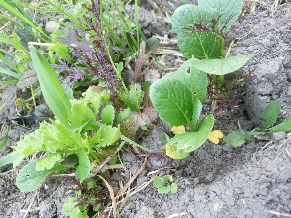 f:id:stby:20190620194537j:plain f:id:stby:20190620194537j:plain