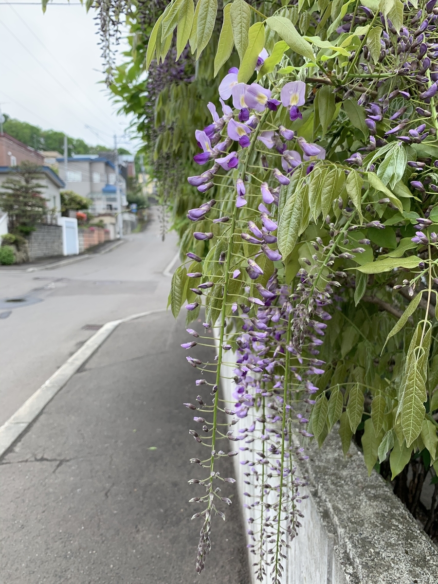 f:id:stds_blog:20210524132850j:plain
