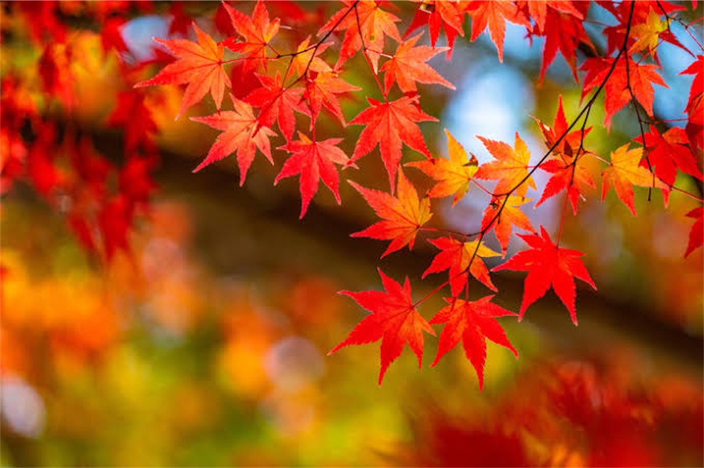 f:id:stds_blog:20210912215437j:image f:id:stds_blog:20210912215437j:image