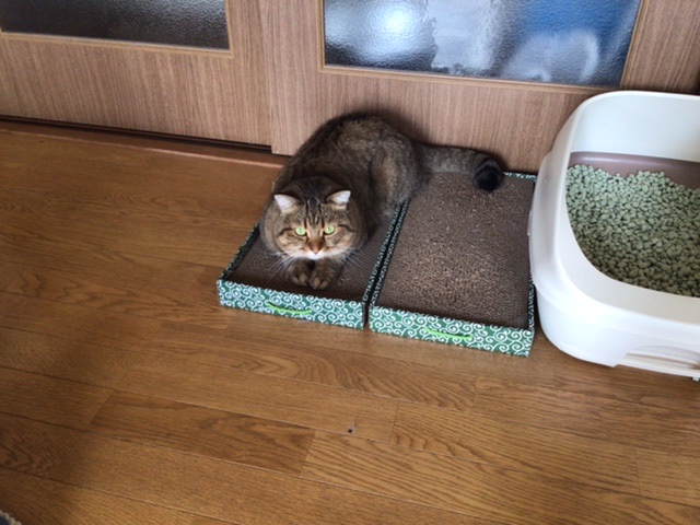 f:id:stellasea:20201106113441j:plain f:id:stellasea:20201106113441j:plain