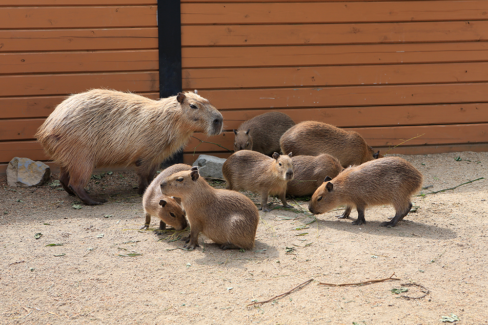 f:id:step4295:20170801171014j:plain f:id:step4295:20170801171014j:plain