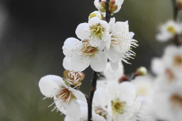 白い梅の花 9品種〈冬至 浜千鳥 白加賀 玉英 青軸 月影 月宮殿 白滝枝