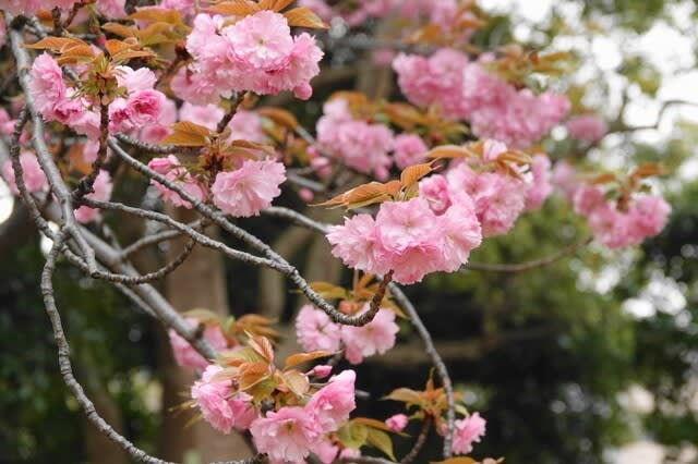 カンザン 〈桜 関山〉 - 都内散歩と写真