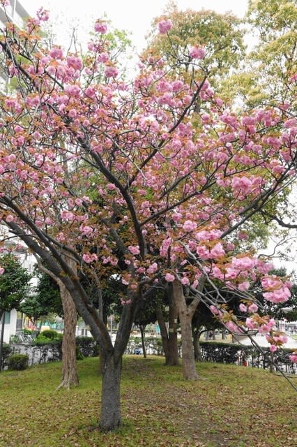 カンザン 〈桜 関山〉 - 都内散歩と写真