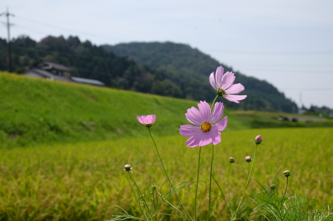 f:id:stepfatherena15:20160626184819j:plain