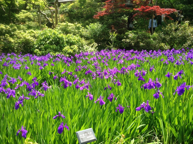 f:id:stephanetanguero:20150506223812j:plain