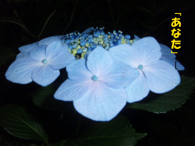 f:id:stepup8:20190713044052j:plain