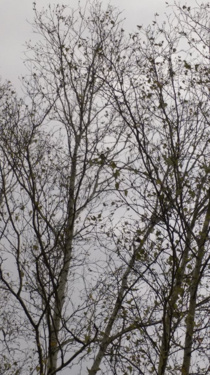 f:id:sticknumber31:20201002205608j:plain f:id:sticknumber31:20201002205608j:plain