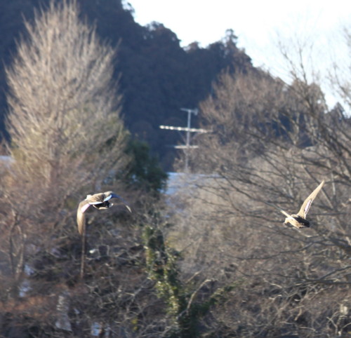 f:id:stnk191393:20110208161132j:image