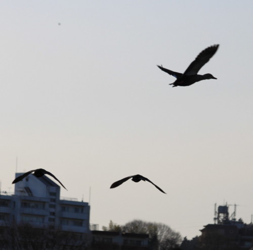 f:id:stnk191393:20110208161145j:image