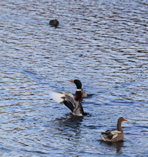 f:id:stnk191393:20110208164852j:image
