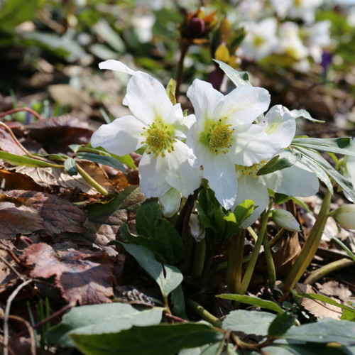 f:id:stnk191393:20140328123706j:image