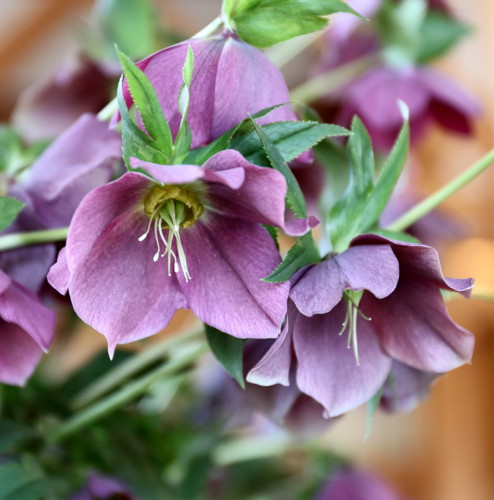 f:id:stnk191393:20140328125100j:image