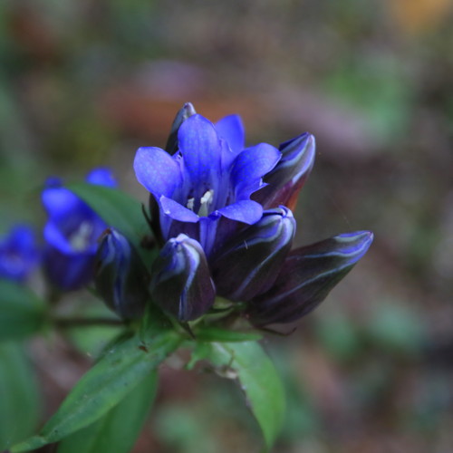 f:id:stnk191393:20151020143100j:image