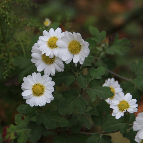 f:id:stnk191393:20151020144431j:image