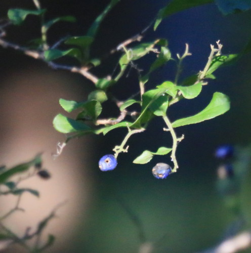 f:id:stnk191393:20151026073340j:image