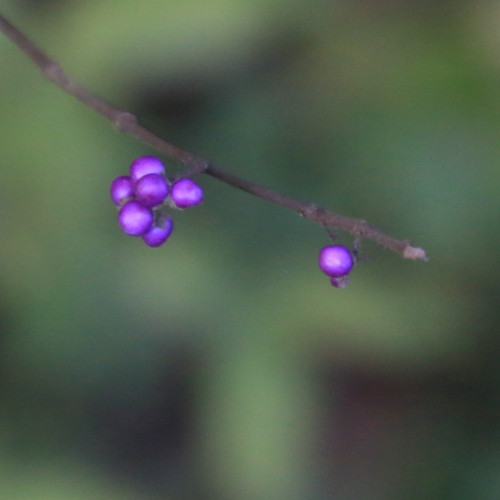 f:id:stnk191393:20151026075941j:image