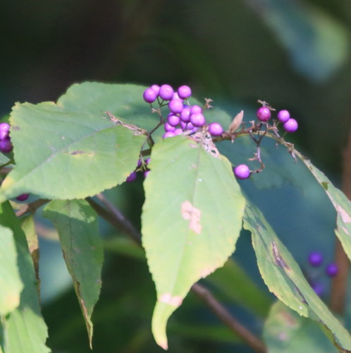 f:id:stnk191393:20151026081423j:image