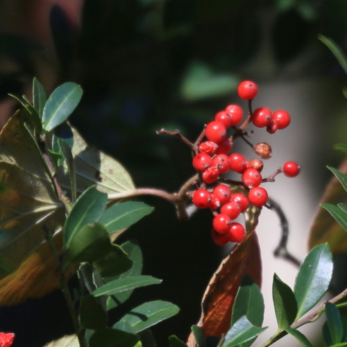f:id:stnk191393:20151026081530j:image