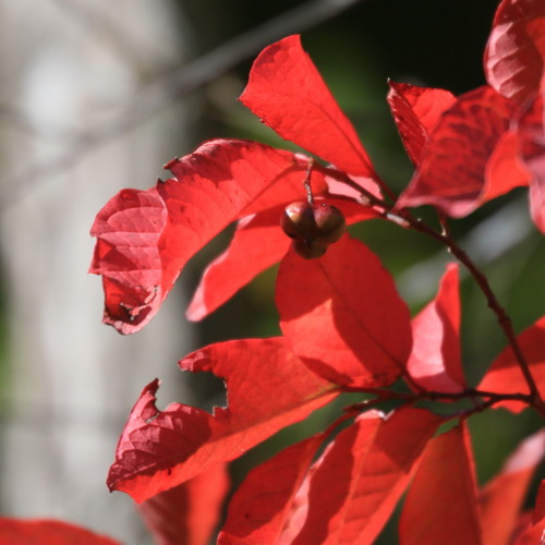 f:id:stnk191393:20151026081750j:image