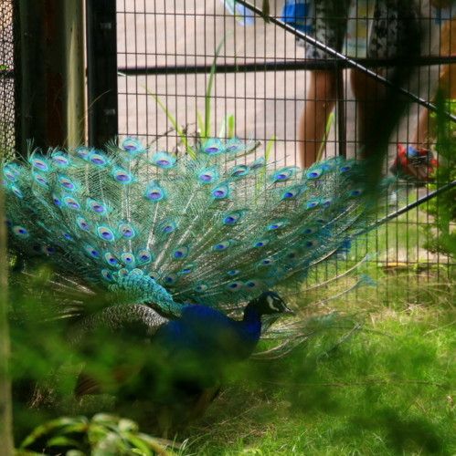 f:id:stnk191393:20160710143807j:image