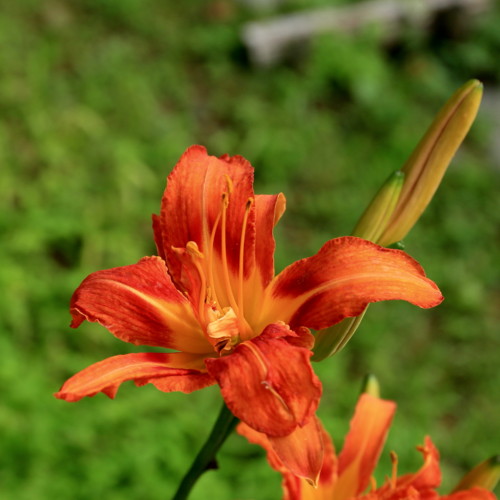 f:id:stnk191393:20160714154612j:image