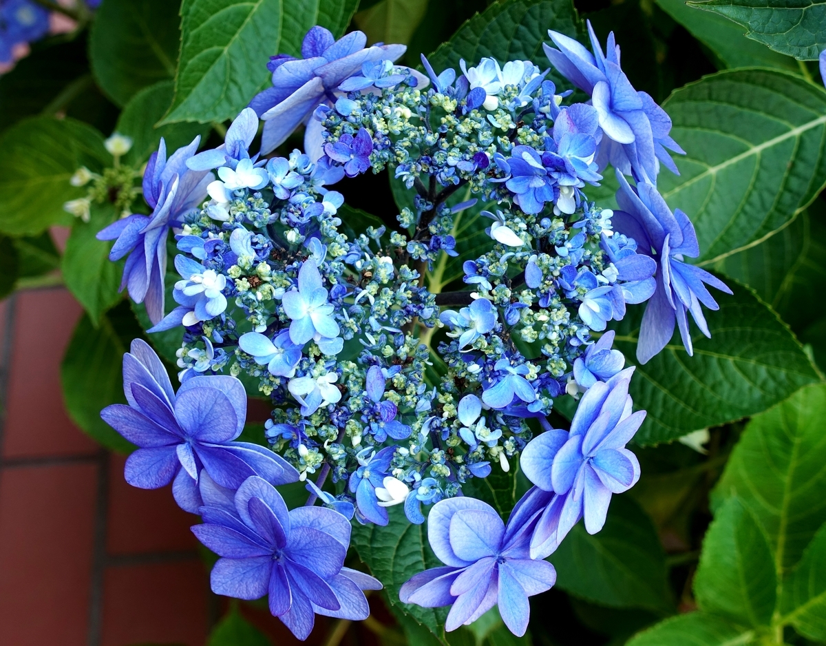 f:id:stomiho52:20210612071927j:plain