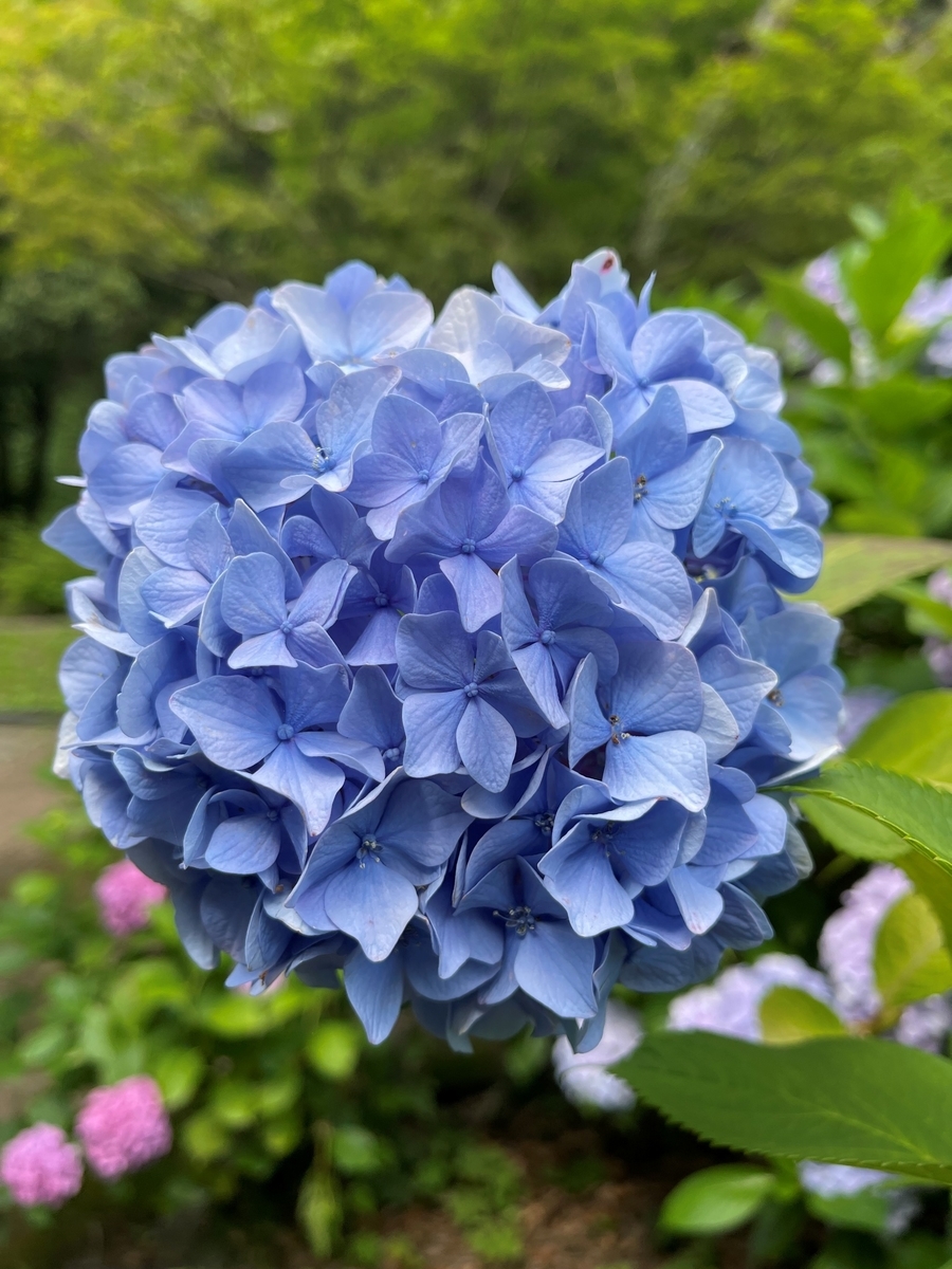 f:id:stomiho52:20210624133550j:plain