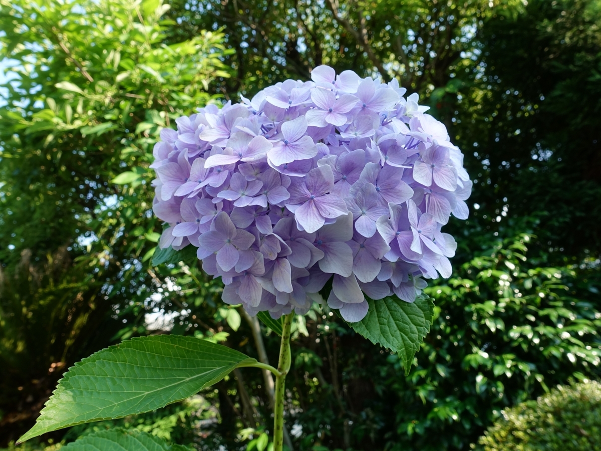 f:id:stomiho52:20210624141925j:plain