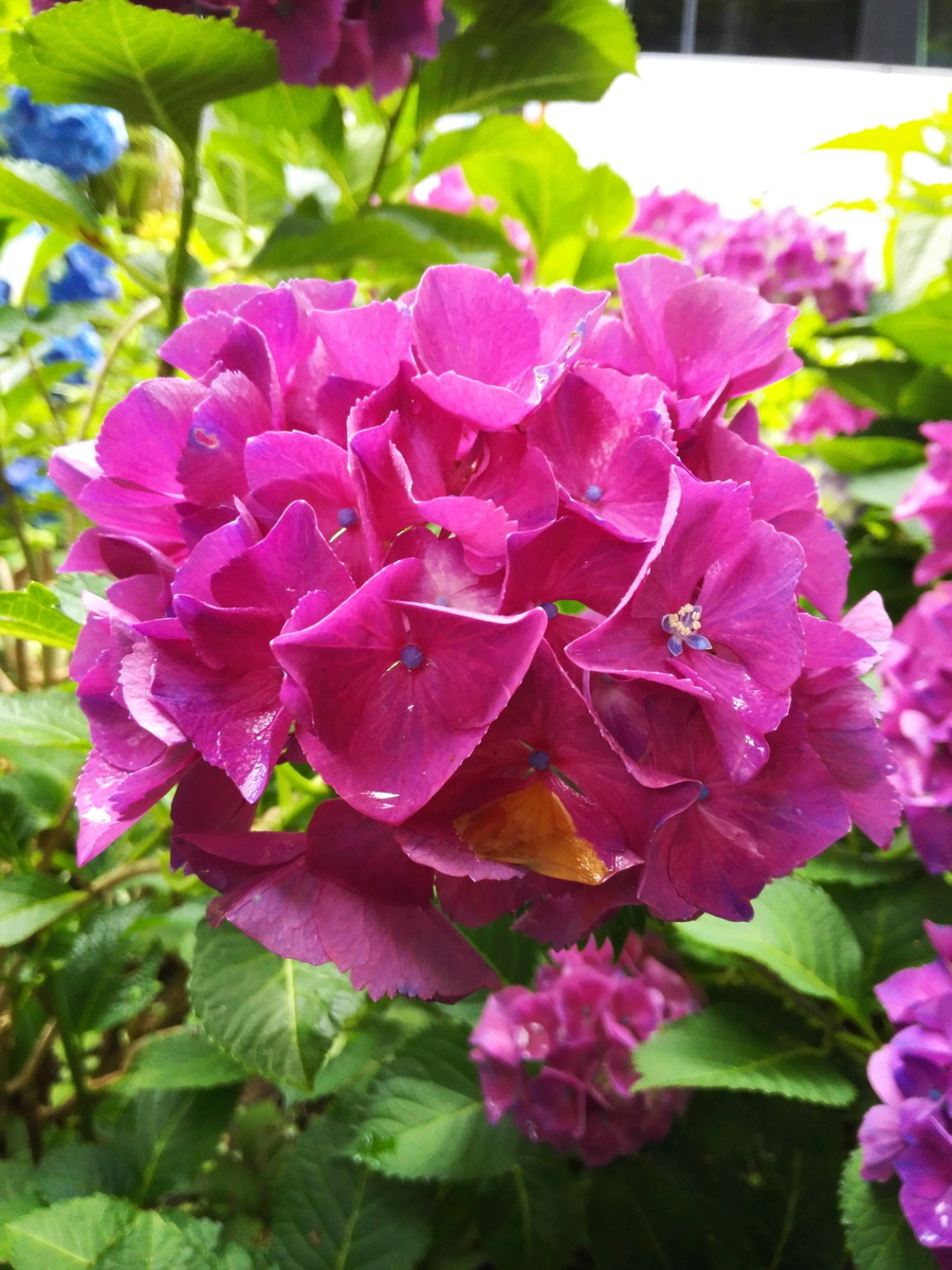 f:id:stomiho52:20210624142553j:plain