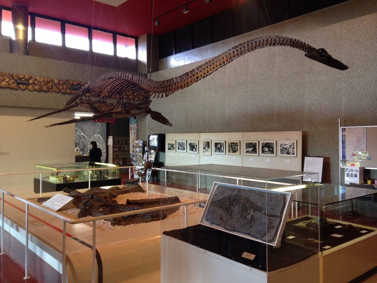 いわき市で発見された日本を代表する化石フタバサウルス・スズキイ