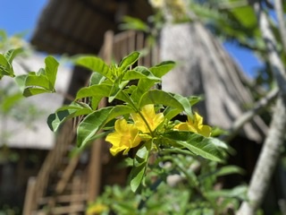 f:id:stonehomestay:20200504152249j:plain f:id:stonehomestay:20200504152249j:plain
