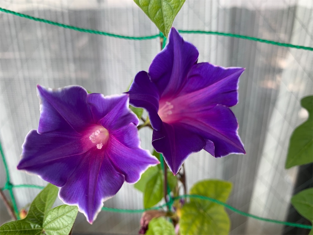 f:id:stoolpigeonn173:20210921135125j:image f:id:stoolpigeonn173:20210921135125j:image