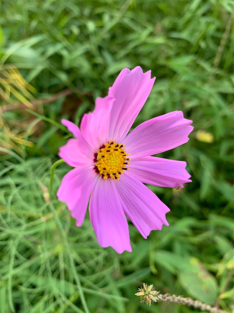 f:id:stoolpigeonn173:20221001160326j:image