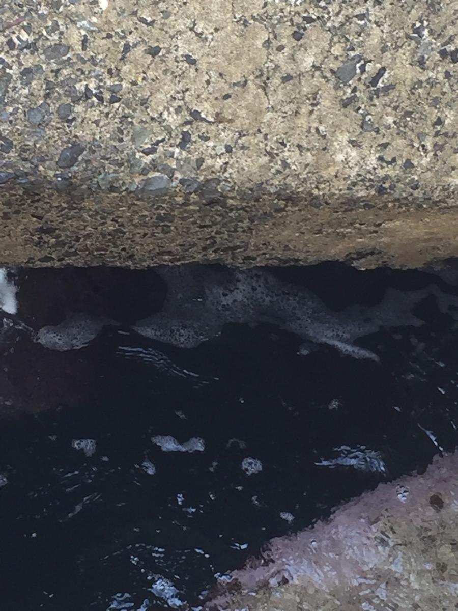 f:id:stormfish:20191115023422j:plain f:id:stormfish:20191115023422j:plain