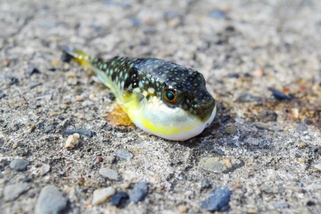 f:id:stormfish:20191115023746j:plain f:id:stormfish:20191115023746j:plain