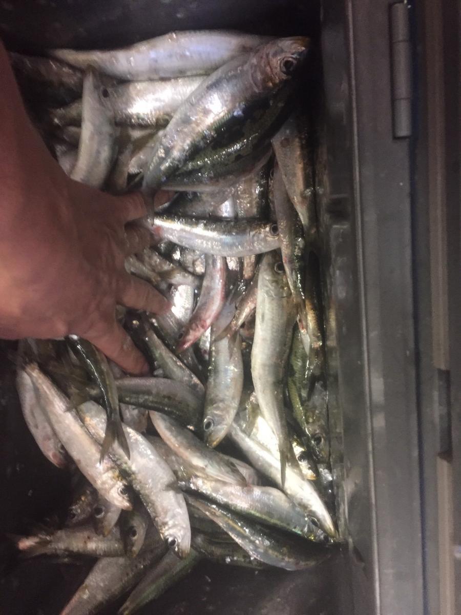 f:id:stormfish:20200206001219j:plain f:id:stormfish:20200206001219j:plain