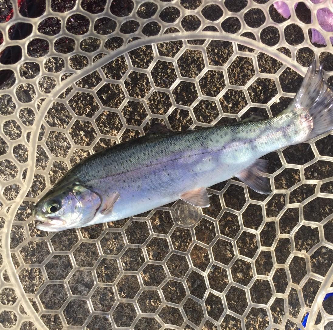 そうだ管釣りに行こう エリアトラウト体験 トラウトを釣るために 生き物 自然大好き