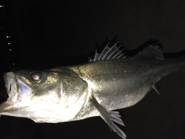 f:id:stormfish:20200620004441j:plain