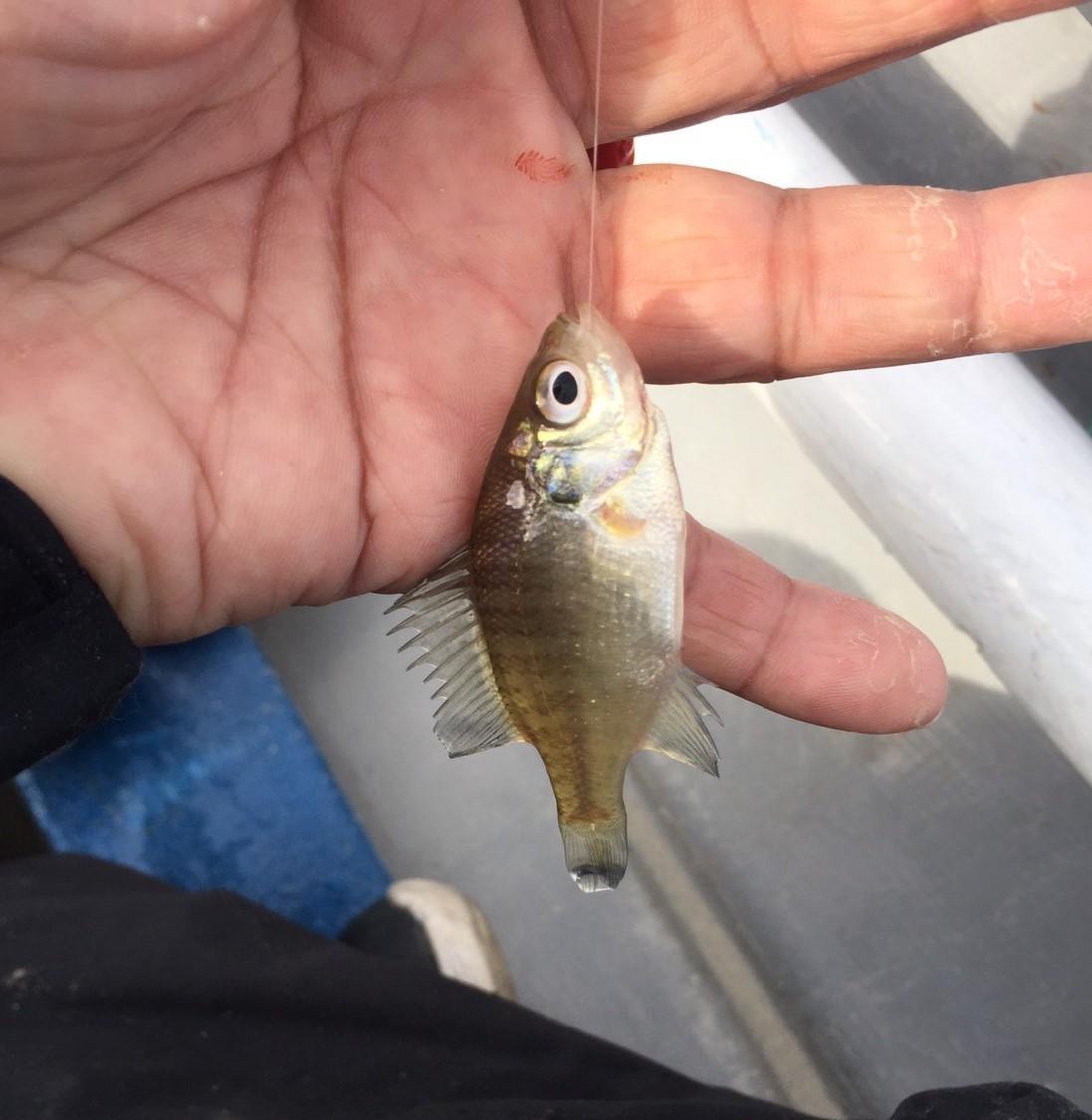 f:id:stormfish:20201024143402j:plain