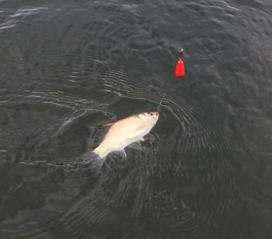 f:id:stormfish:20201024150814j:plain