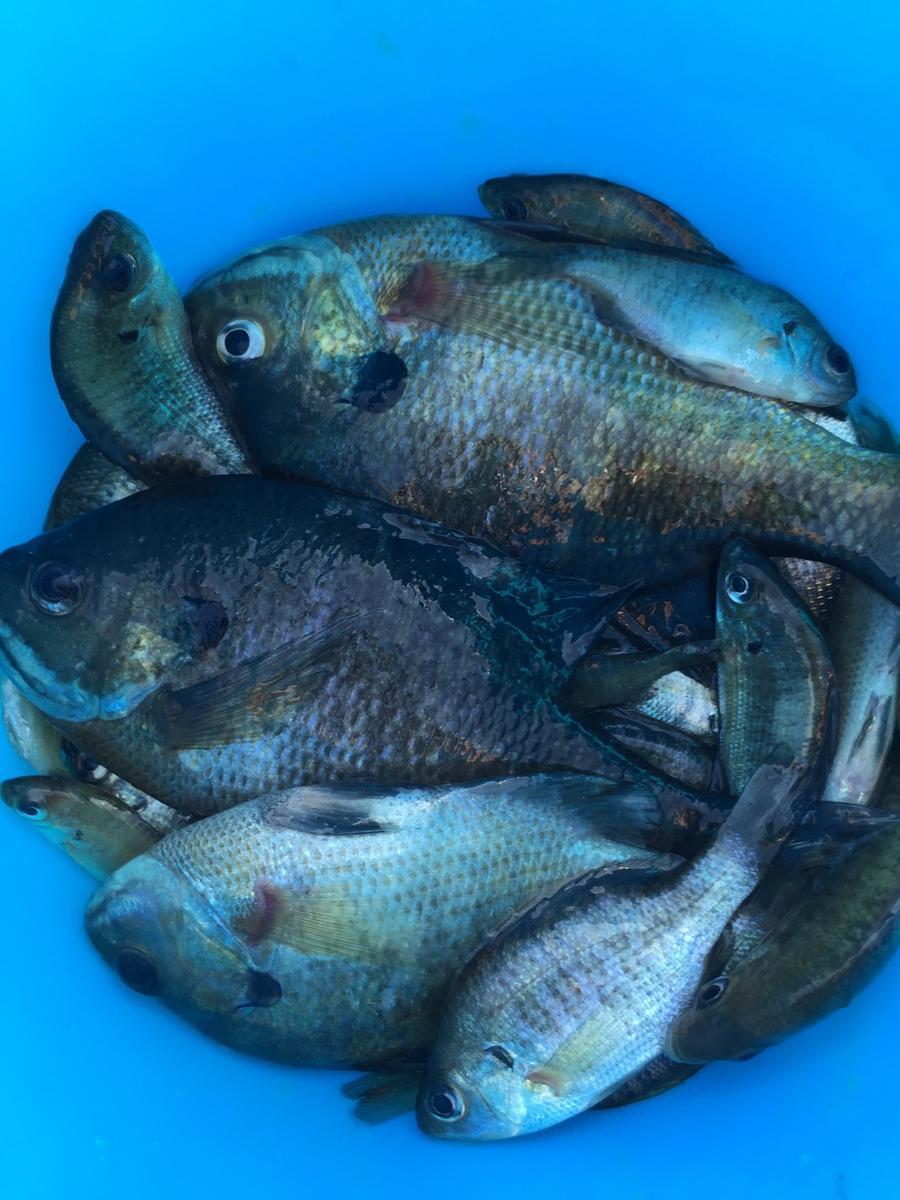 f:id:stormfish:20201024152008j:plain