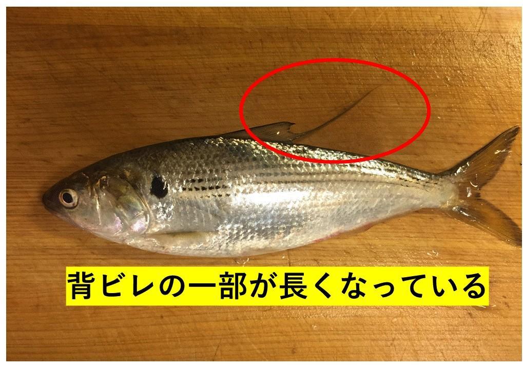 f:id:stormfish:20210104140045j:plain