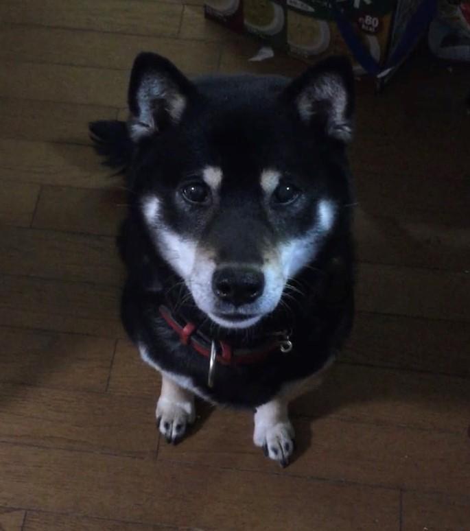 犬が食べてしまったもの 生き物 自然大好き