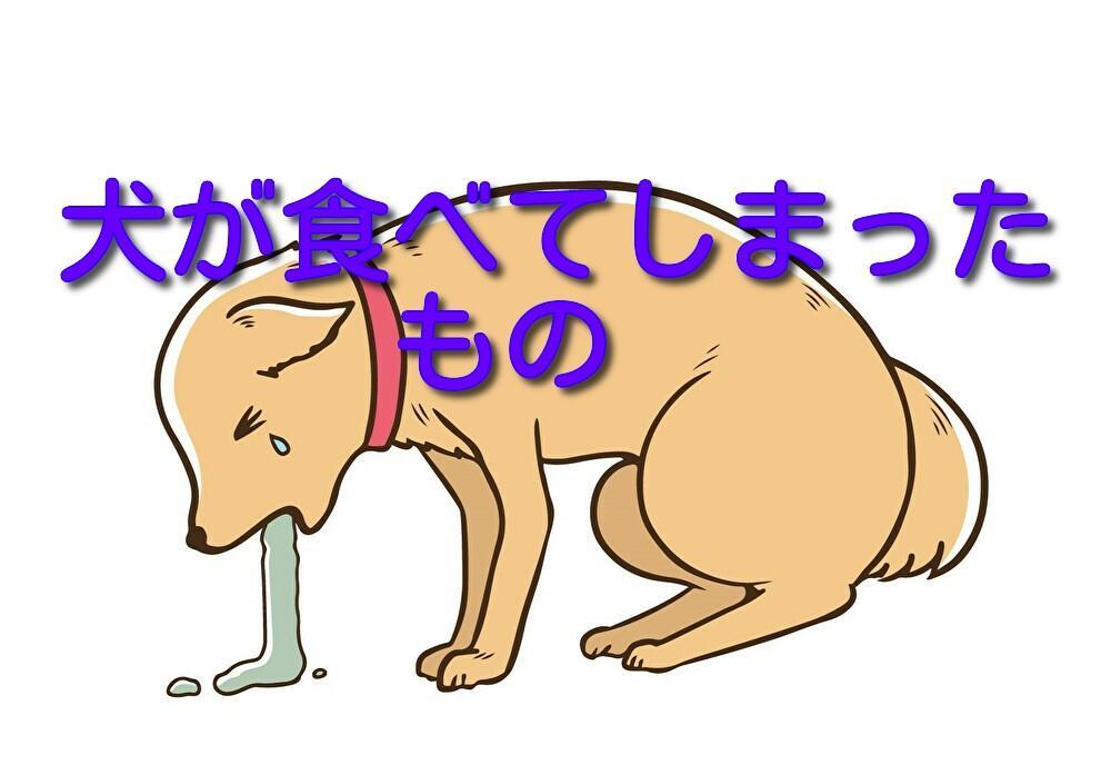犬が食べてしまったもの 生き物 自然大好き