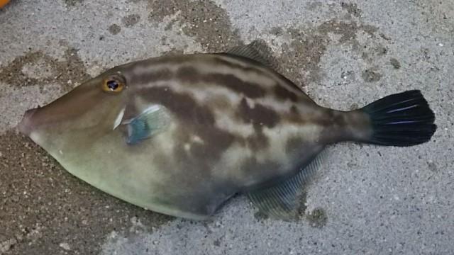 f:id:stormfish:20211018220554j:plain