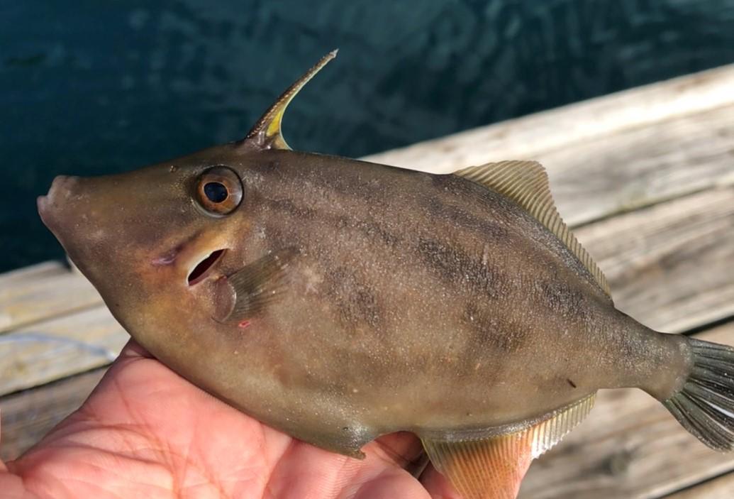 ギャング仕掛け ハゲ掛け 引掛け釣り カワハゲ ウマヅラハギ 掛け釣り ギャング仕掛け ハゲ掛け 引掛け釣り カワハゲ ウマヅラハギ 掛け釣り