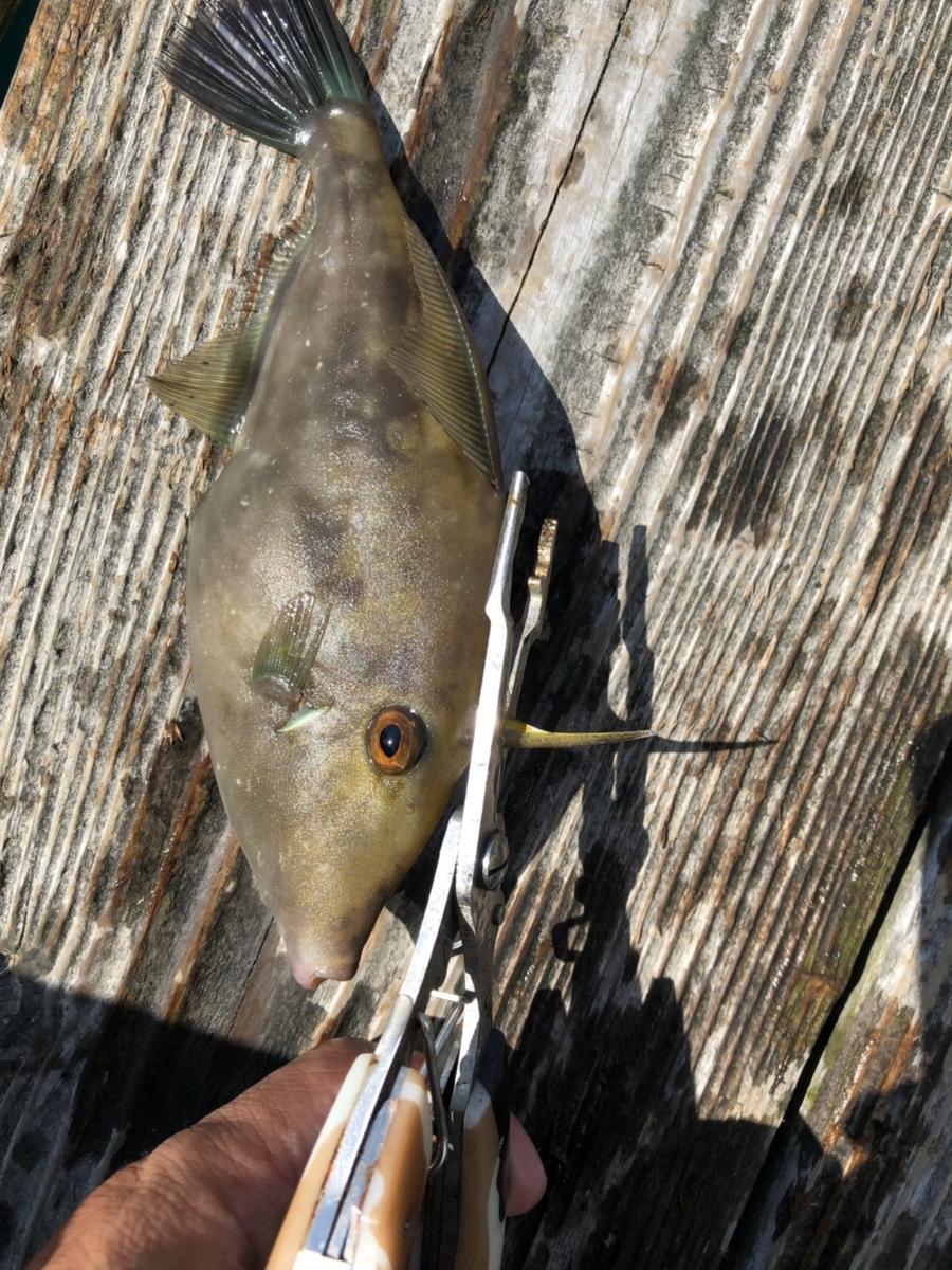 カワハギの引掛け釣り ハゲ掛け針釣り と食用カワハギ3種類 カワハギ ウマヅラハギ ウスバハギ の特徴を知ろう 生き物 自然大好き カワハギの引掛け釣り ハゲ掛け針釣り と食用カワハギ3種類 カワハギ ウマヅラハギ ウスバハギ の特徴を知ろう 生き物 自然大好き